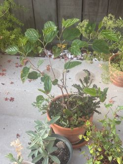 Pakistani mulberry tree