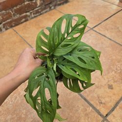 Monstera swiss cheese