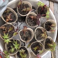 Japanese Maple Seedlings 