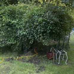 Grape kiwi plants, male and female