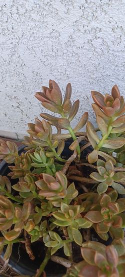 Succulent Plant