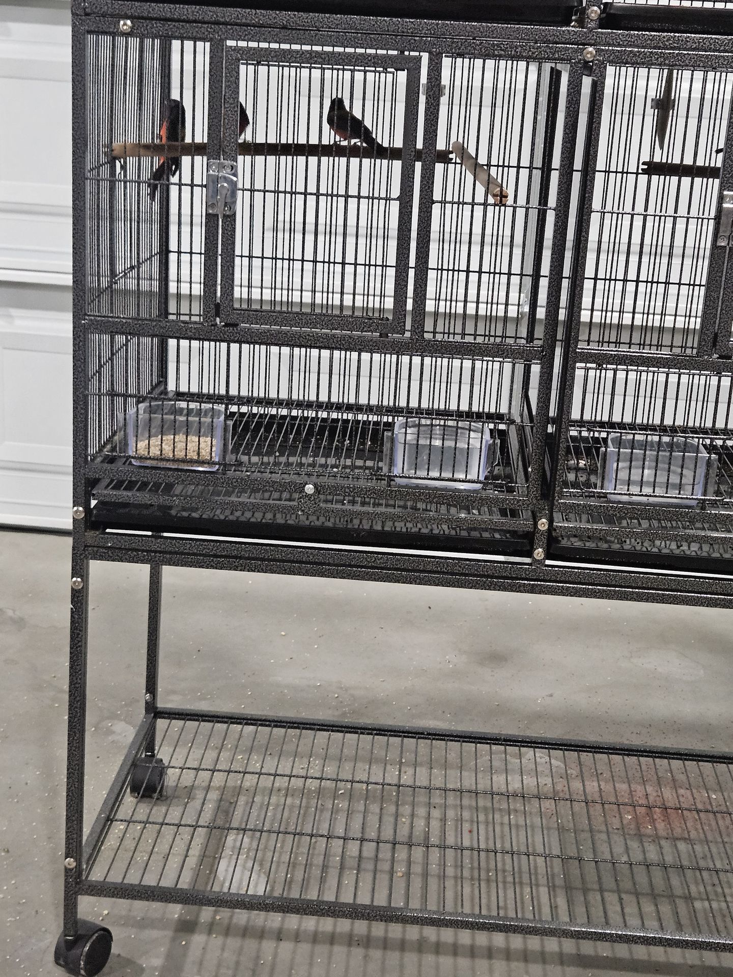 Bird cage Painted Bunting