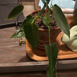 Philodendron Spiritus Sancti Plant 