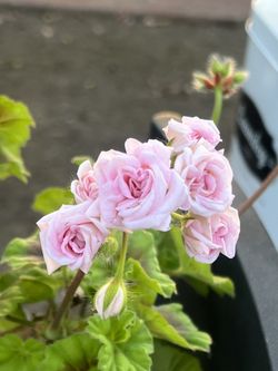 Hermoso Geranio Baby Pink 🌸 (muy Rraro Color en Los Geranios)
