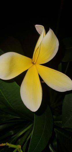 Plumeria