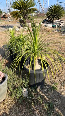 Ponytail palm