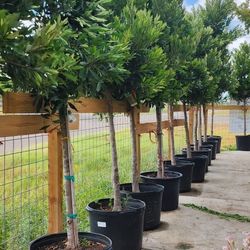Japanese Blueberry Tree 30gallons 10ft Tall 