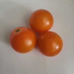 Organic Sun Gold Tomato Seeds! 2026 SEASON EARLY RELEASE! 