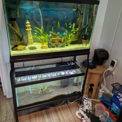 Complete Dual-Tank Aquarium Setup – Ready to Go!