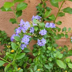 Very Healthy Plant With Clusters Of Blue Flowers And Tiny Yellow Oval Shape Seeds In 5 Gallon Pot