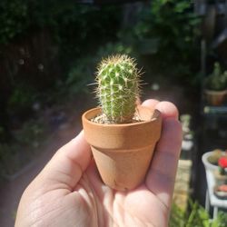 Baby Trichocereus Grandiflorus Cactus