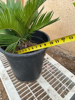 Palma sago,first come first serve