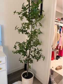 6ft fake olive tree