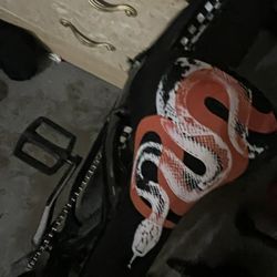 Brand New Medusa Seat