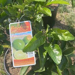Fruit Trees  