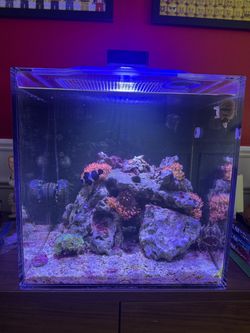 Salt Water Aquarium Tank CoralFish12g