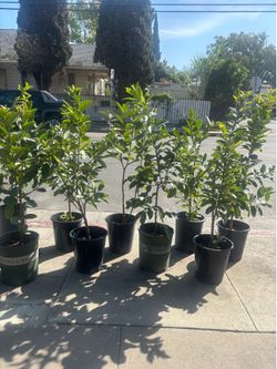 5 gallons guavas plant