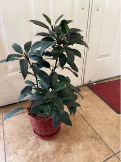 Live African Fig Ficus Plant Tree with A New Ceramic Pot (Please read full description)