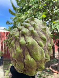 TREE2 AP2 African Pride 2 Atemoya AKA Australian Cherimoya Fruit Tree