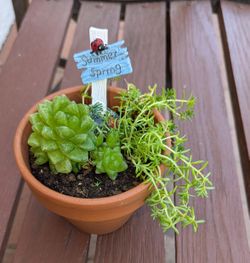 Beautiful Succulent Plant 2 In 1 