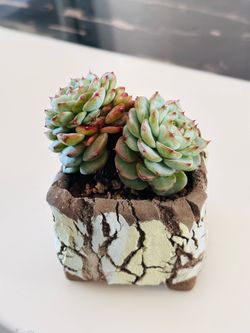 Succulents plants 🪴 （Echeveria 'Red Velvet'）