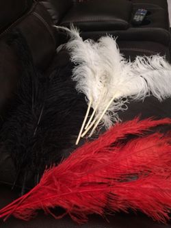 12 ostrich feathers ,