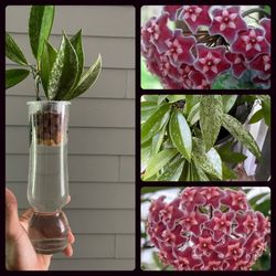 $5 Each | Plant Cuttings | Hoya Pubicalyx Splash | Semi-Rare Flowering House Plants