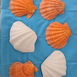 Large Seashells From Sanibel Island