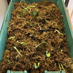 Monstera Adansonii - “Swiss Cheese Monstera” -Cuttings