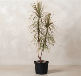 Dracaena Marginata - Dragon Tree 6 ft