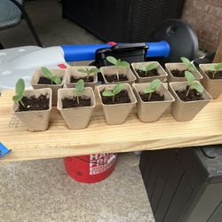 Pickled and Marketmore 76 cucumber Heirloom seedlings