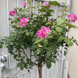 Iceberg Rose Tree Plant, 6 Feet Tall In 5 Gallóns Pot Pick Up Only