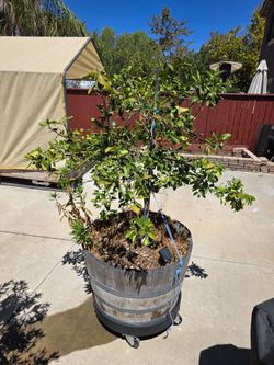 Trees in Wine Barrels