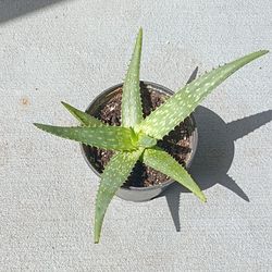 Aloe Plant For Sale