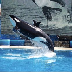 Seaworld San Diego $25