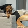 Rosie