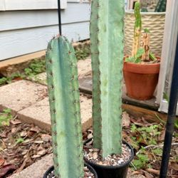 Cereus Apple Cactus (Katy 77449)