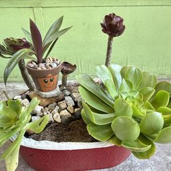 Succulent Arrangement 