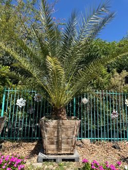 Phoenix Canariensis Date palm , Canary Date Palm tree