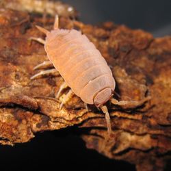 Powder Orange Isopods 