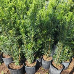 Beautiful Podocarpus Plants For Privacy!!! About 4 Feet Tall!!! Fertilized 