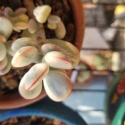 Verigrated Cotyledon 