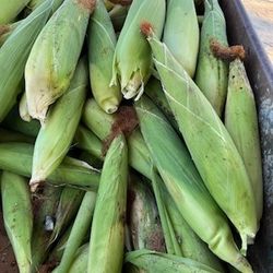 Elote Blanco Mexicano.  7$  Docena.   Solo Personas Interesadas 