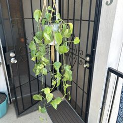 House Plant