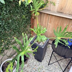Ceramic Black Pot And Plant 