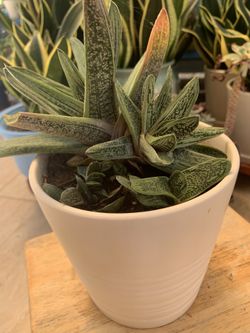 Plants 🪴