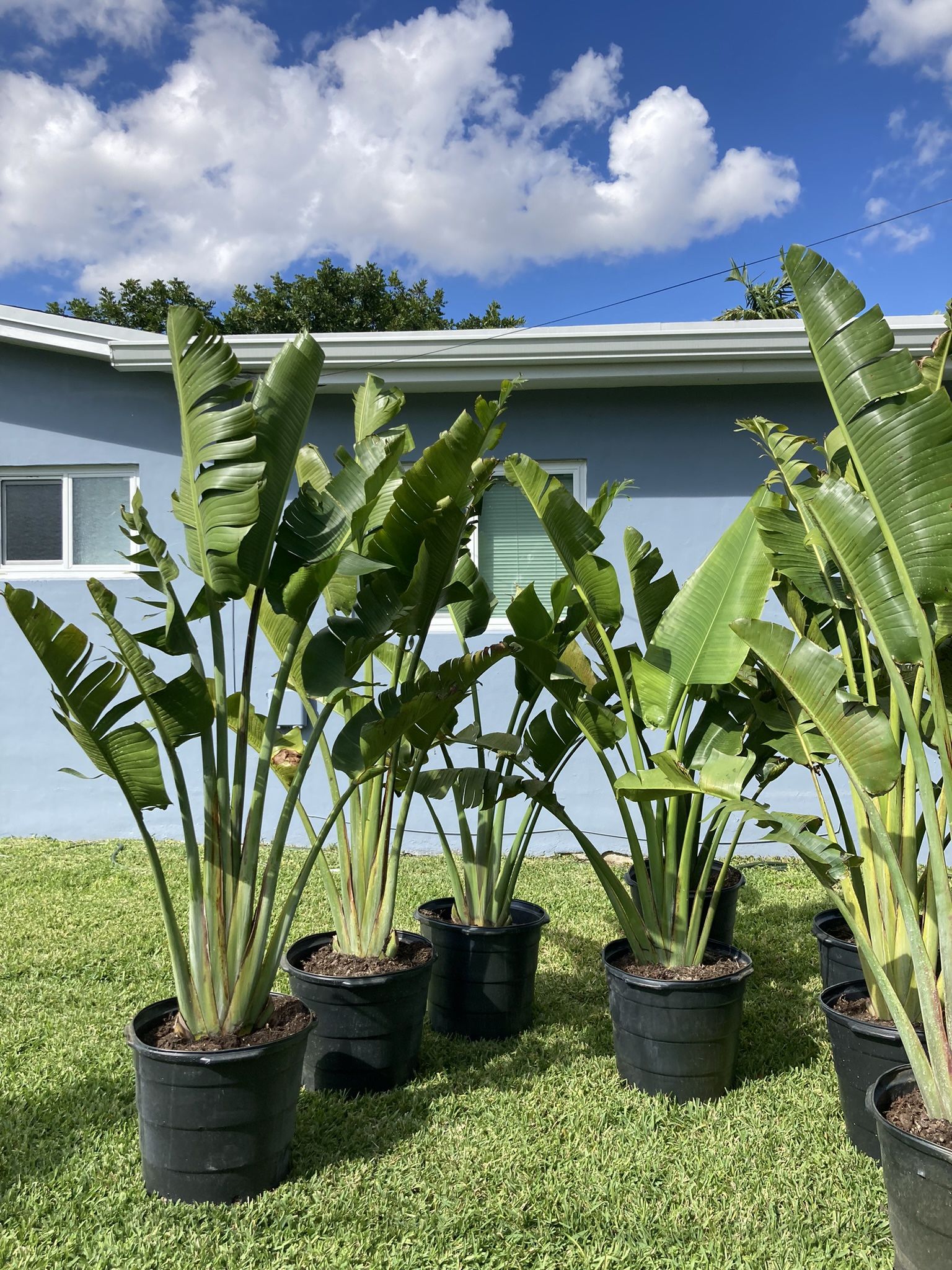 Traveler Palms
