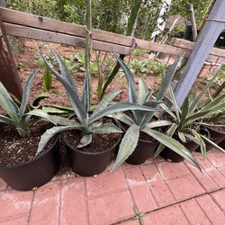 Plants