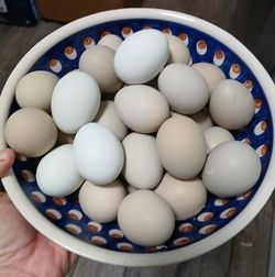 Fresh local natural eggs!