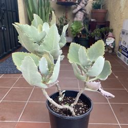 Felt Bush Succulent 